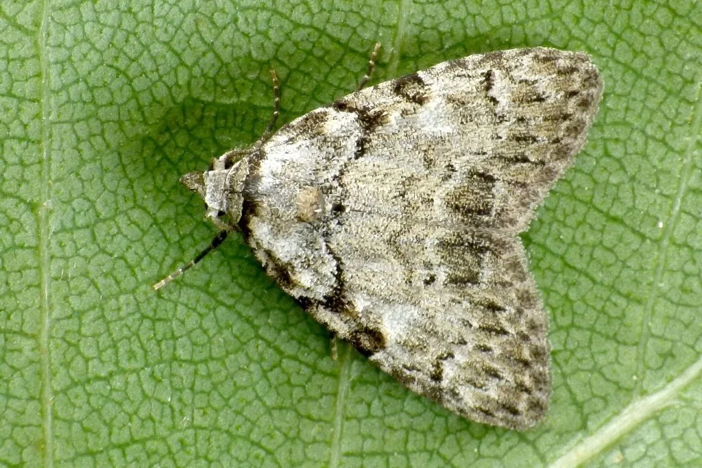 Meganola strigula imago