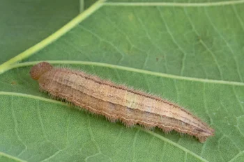 Melanargia galathea larva