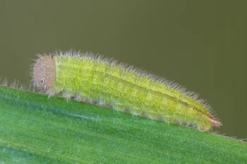 Melanargia galathea larva
