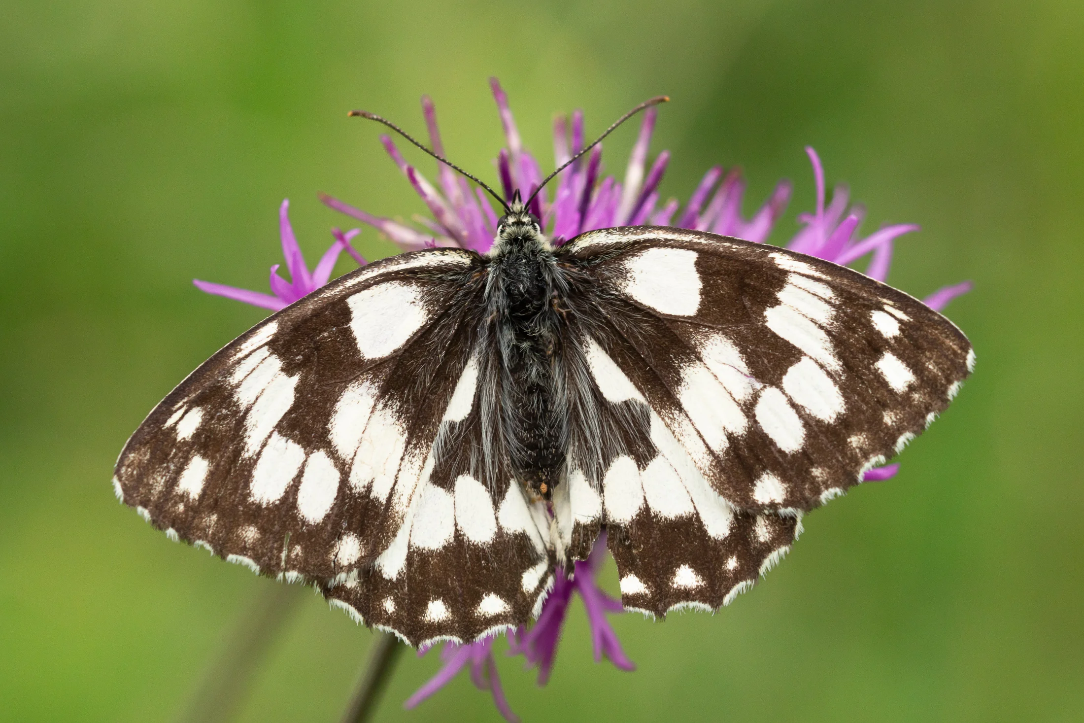 Melanargia galathea imago