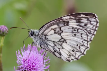 Melanargia galathea imago