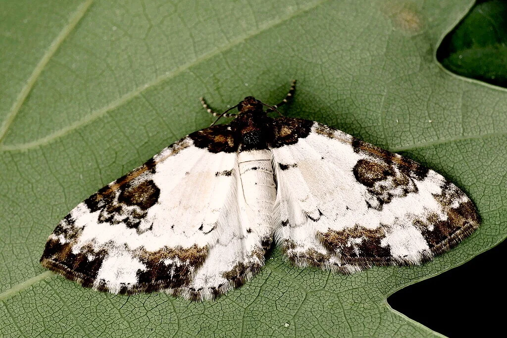 Melanthia procellata imago