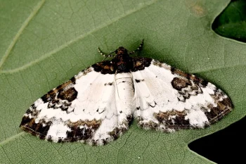 Melanthia procellata imago