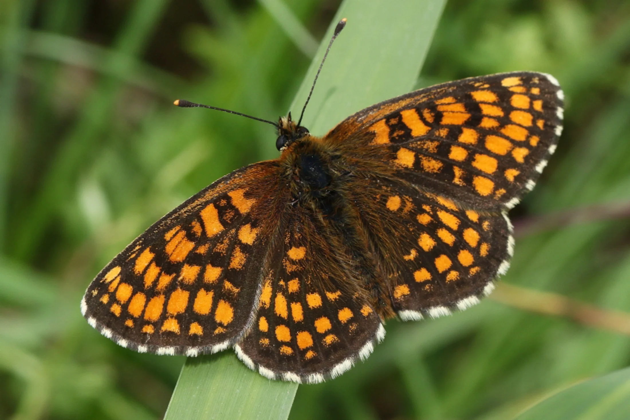 Melitaea athalia imago