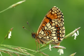 Melitaea athalia imago