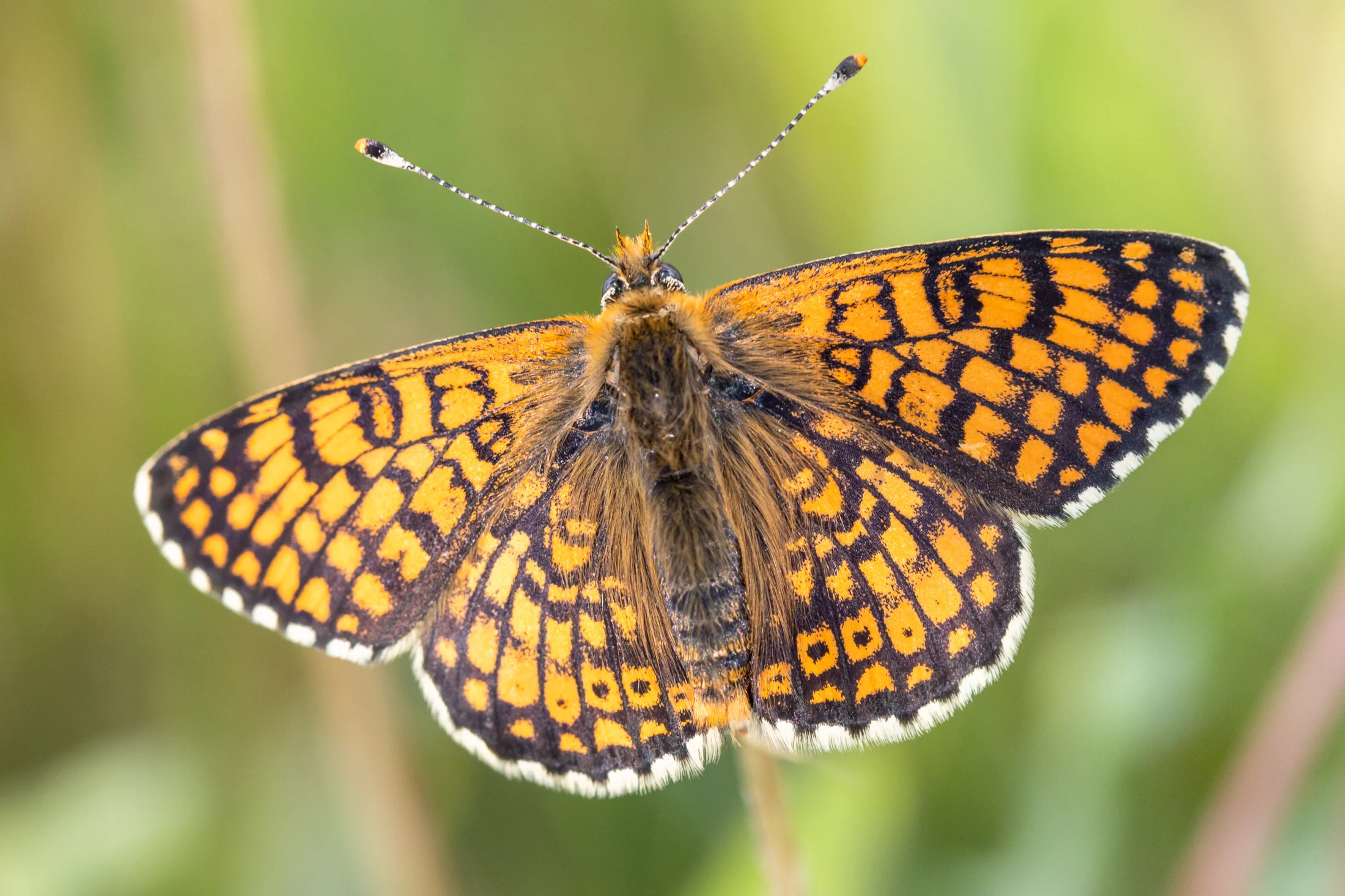 Melitaea cinxia imago
