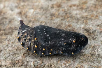 Melitaea cinxia pupa