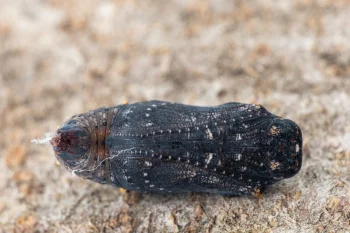Melitaea cinxia pupa