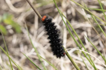 Melitaea cinxia larva