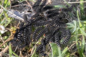 Melitaea cinxia larva