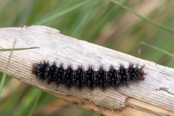 Melitaea cinxia larva