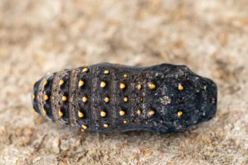 Melitaea cinxia pupa
