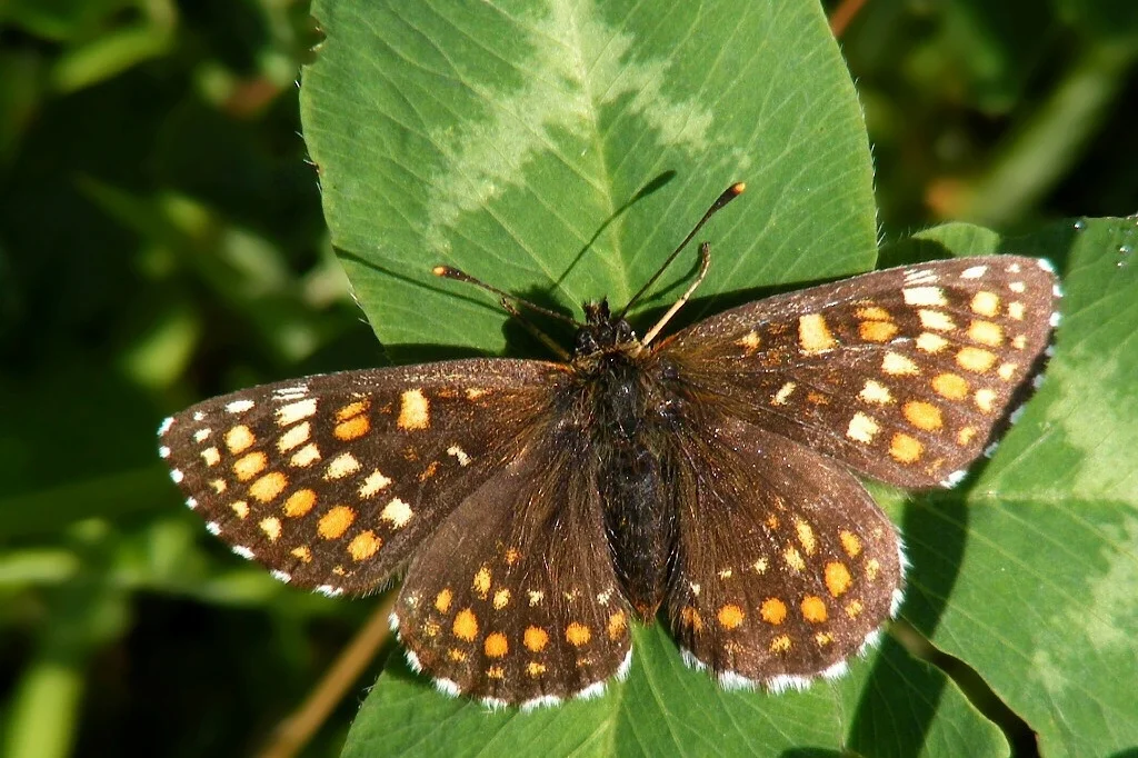Melitaea diamina imago