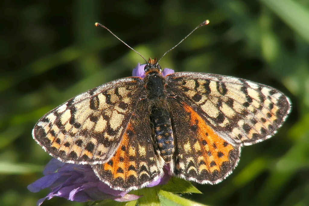Melitaea didyma imago