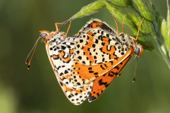 Melitaea didyma par