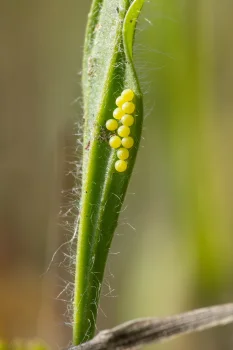 Melitaea didyma ova