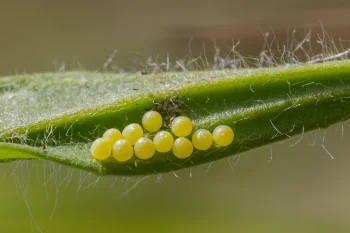 Melitaea didyma ova