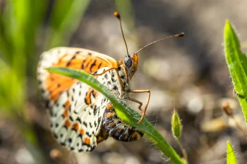 Melitaea didyma Imago female