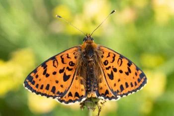 Melitaea didyma imago