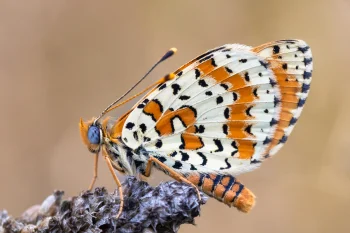Melitaea didyma imago