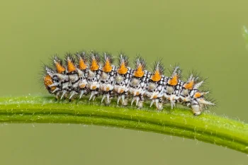 Melitaea didyma larva