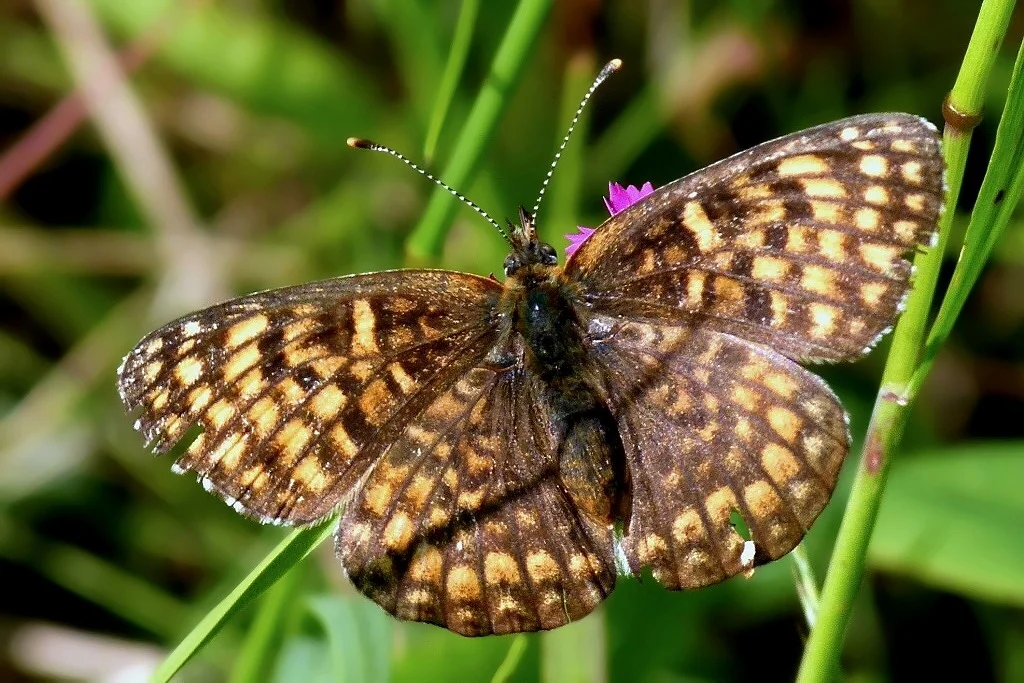 Melitaea ornata imago