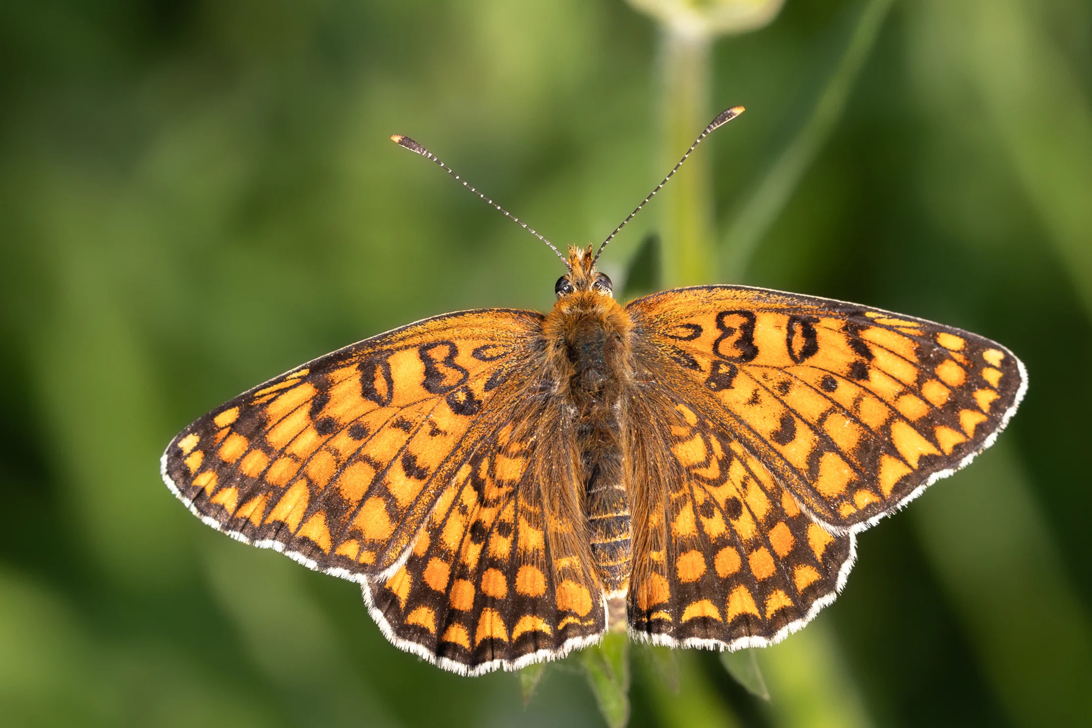 Melitaea phoebe imago