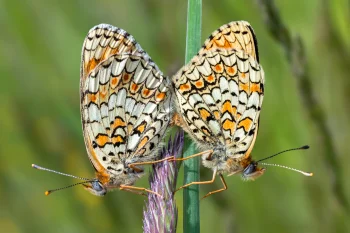 Melitaea phoebe par