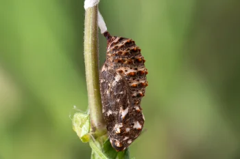 Melitaea phoebe pupa