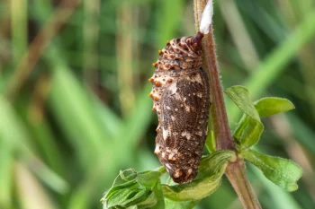 Melitaea phoebe pupa