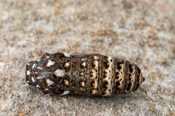 Melitaea phoebe pupa