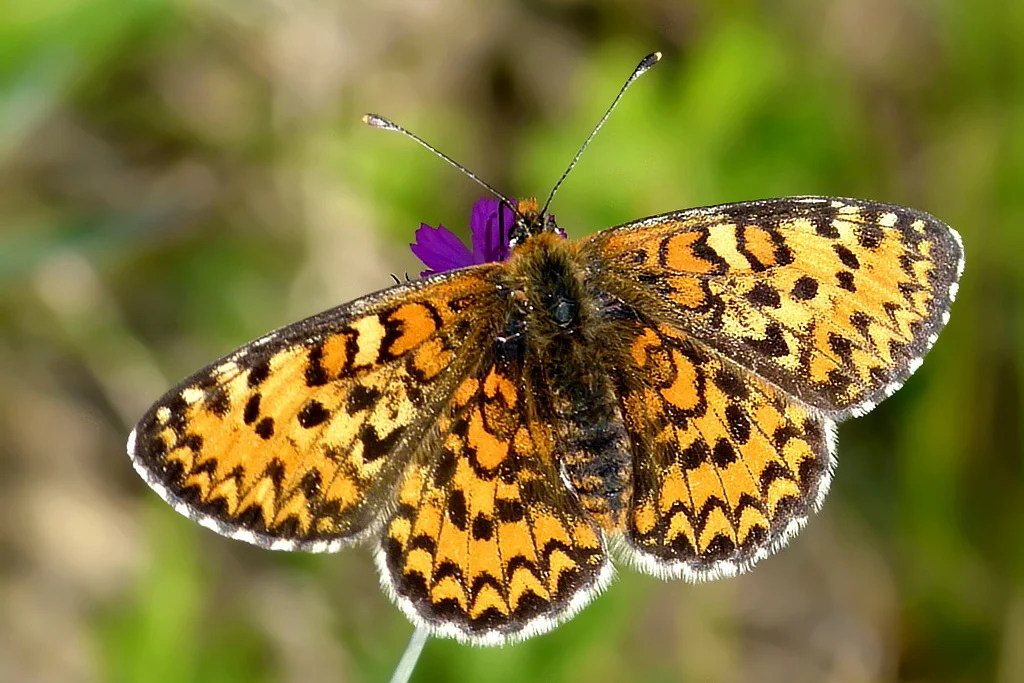 Melitaea trivia imago