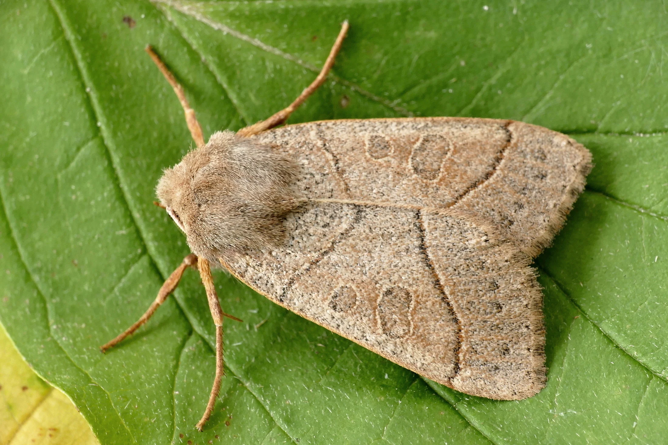 Mesogona acetosellae imago