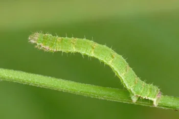 Mesoleuca albicillata larva