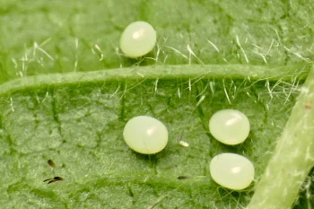 Mesoleuca albicillata ova