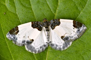 Mesoleuca albicillata imago