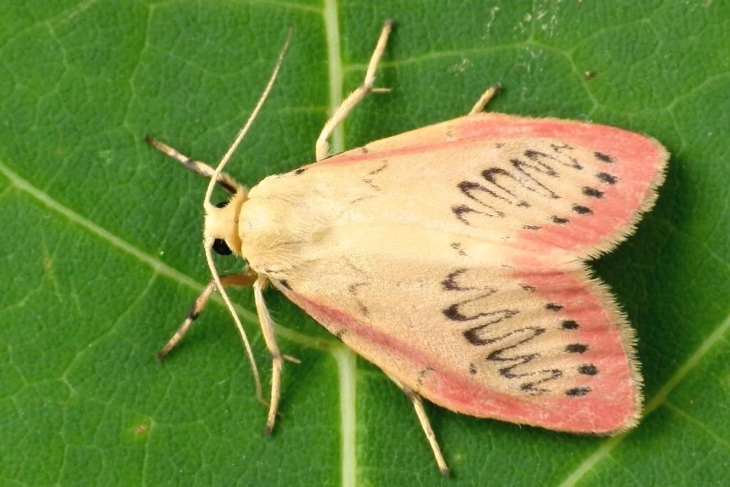 Miltochrista miniata imago