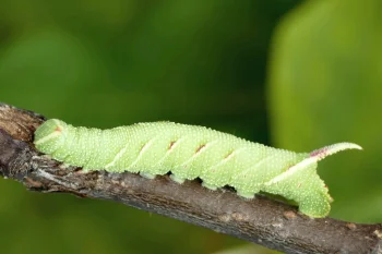 Mimas tiliae larva