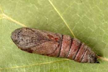 Mimas tiliae pupa