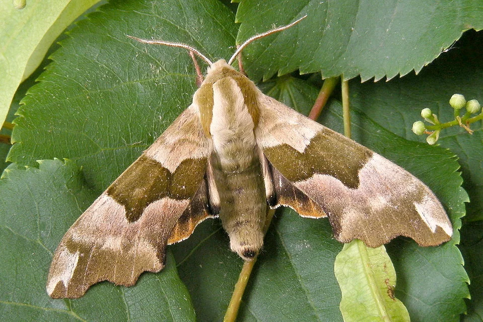 Mimas tiliae imago