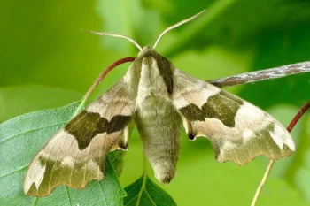Mimas tiliae imago
