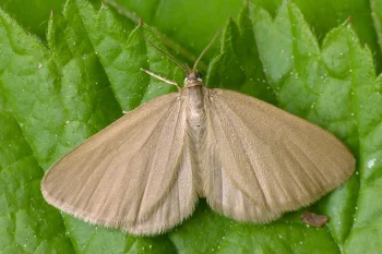 Minoa murinata imago