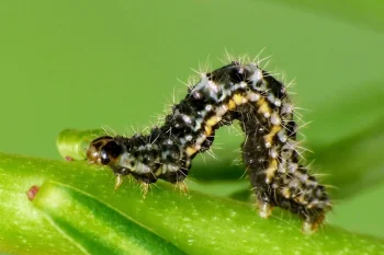 Minoa murinata larva