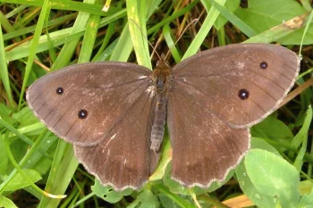 Minois dryas imago
