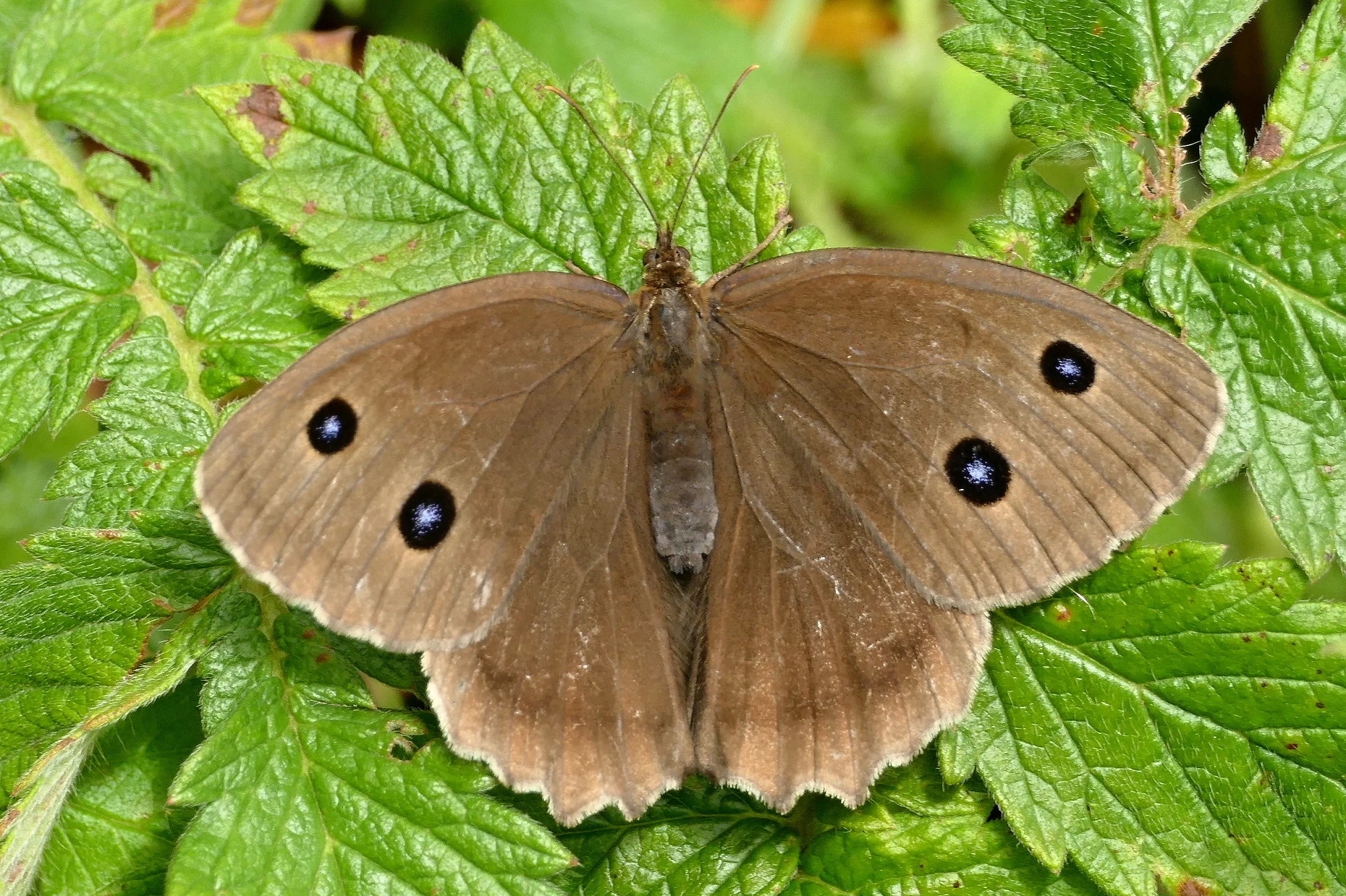 Minois dryas imago