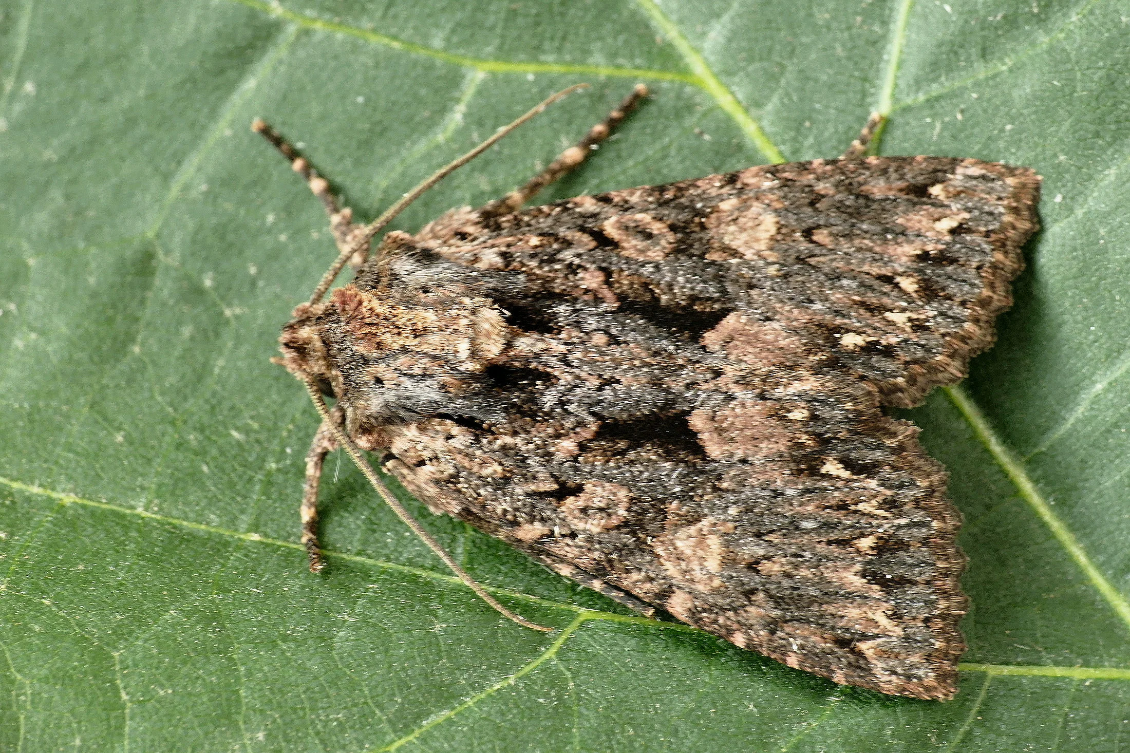 Mniotype satura imago