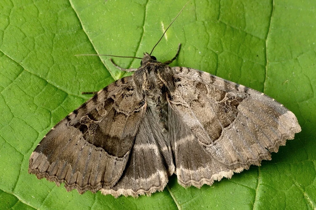 Mormo maura imago