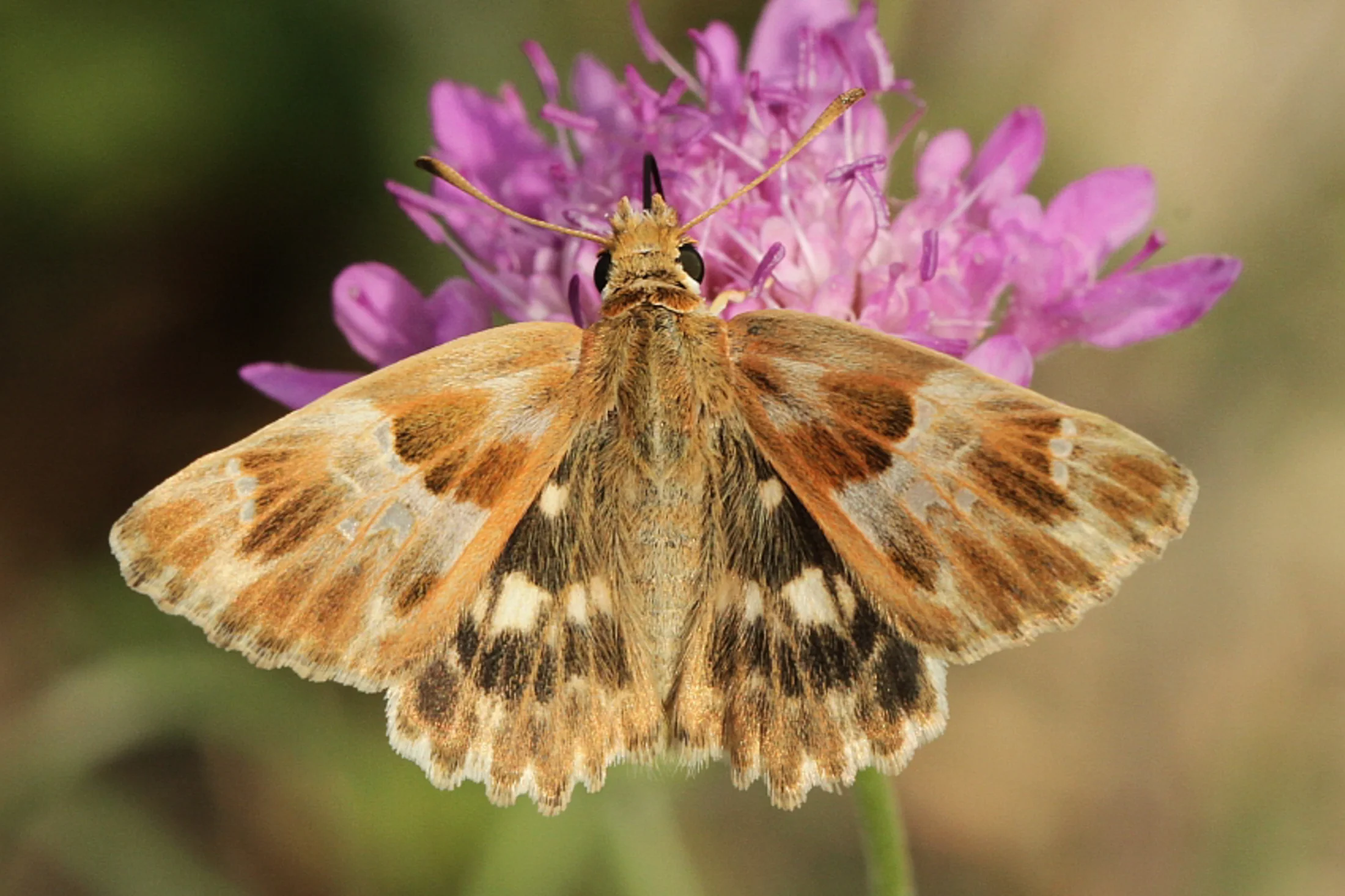 Muschampia lavatherae imago