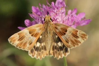 Muschampia lavatherae imago
