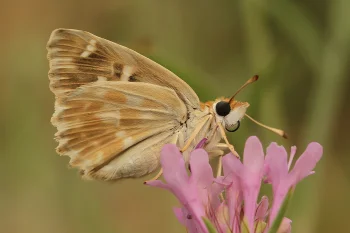 Muschampia lavatherae imago
